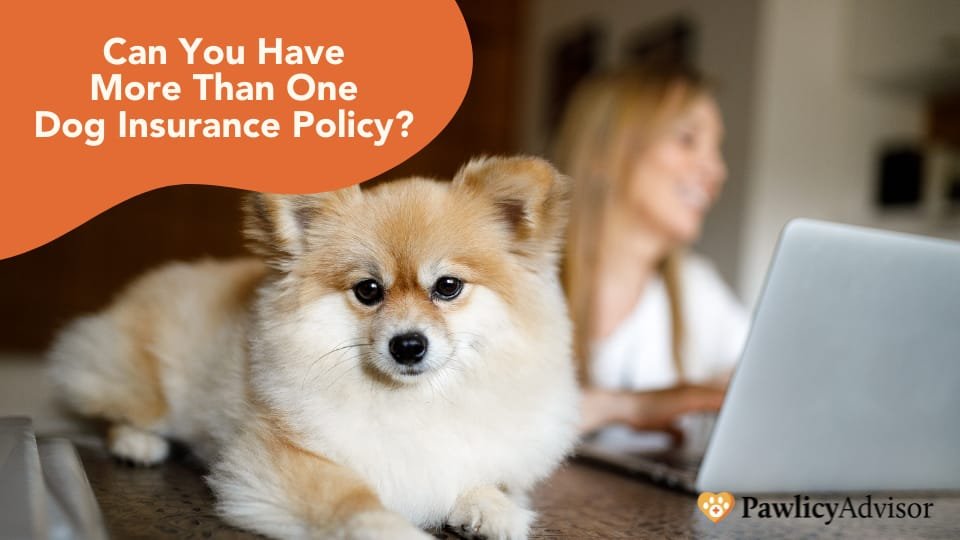 Pet Insurance Plans That Actually Save You Money