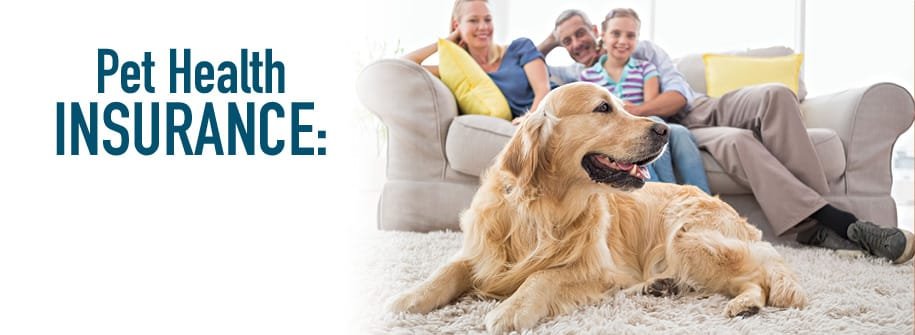 Pet Insurance Plans That Actually Save You Money